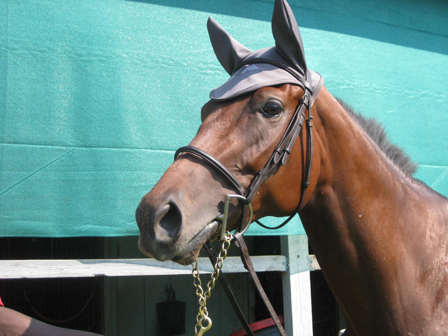 LT Horse Ear Bonnet With Sound Reducing Ears-Custom